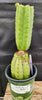 #EC157 EXACT Trichocereus Pachanoi "Awful" Cactus Various sizes
