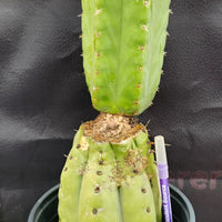 #EC157 EXACT Trichocereus Pachanoi "Awful" Cactus Various sizes