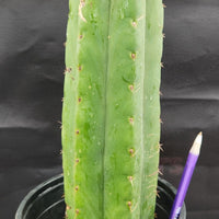 #EC157 EXACT Trichocereus Pachanoi "Awful" Cactus Various sizes
