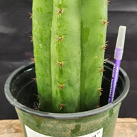 #EC157 EXACT Trichocereus Pachanoi "Awful" Cactus Various sizes