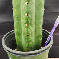 #EC157 EXACT Trichocereus Pachanoi "Awful" Cactus Various sizes
