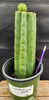 #EC157 EXACT Trichocereus Pachanoi "Awful" Cactus Various sizes