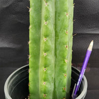 #EC157 EXACT Trichocereus Pachanoi "Awful" Cactus Various sizes