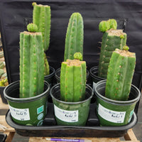 #EC157 EXACT Trichocereus Pachanoi "Awful" Cactus Various sizes
