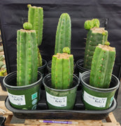 #EC157 EXACT Trichocereus Pachanoi "Awful" Cactus Various sizes