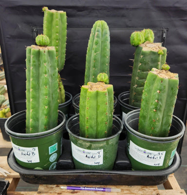 #EC157 EXACT Trichocereus Pachanoi 