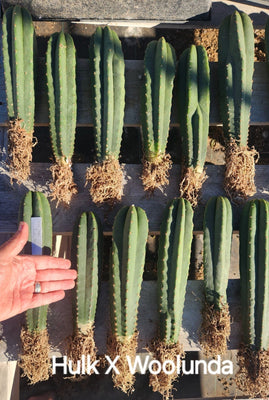 #EC185 Trichocereus Hybrid BARGAIN SPECIAL (1 unit) Cactus Bare Root Specimens
