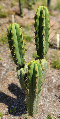 #EC19 EXACT Trichocereus Bridgesii 