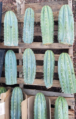 #EC20 EXACT Trichocereus Peruvianus TSSBP Blue Peru Cactus Plant Cutting 12