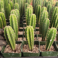 #EC201 EXACT Trichocereus Hybrid Super Pedro X Pachanoi Juuls Ornamental Cactus 5-6"