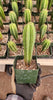 #EC201 EXACT Trichocereus Hybrid Super Pedro X Pachanoi Juuls Ornamental Cactus 5-6"