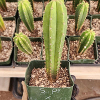 #EC201 EXACT Trichocereus Hybrid Super Pedro X Pachanoi Juuls Ornamental Cactus 5-6"