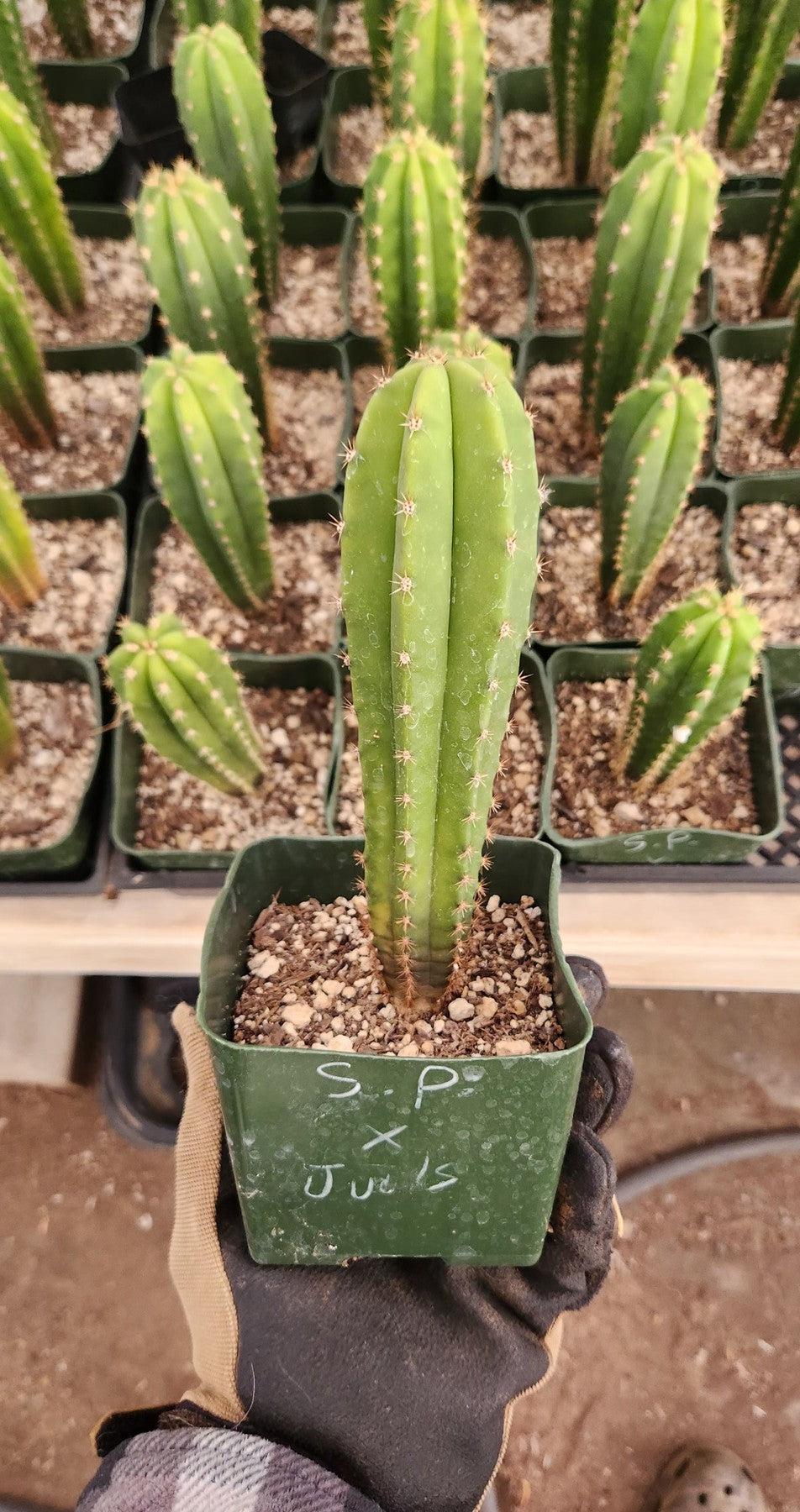 #EC201 EXACT Trichocereus Hybrid Super Pedro X Pachanoi Juuls Ornamental Cactus 5-6"