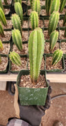 #EC201 EXACT Trichocereus Hybrid Super Pedro X Pachanoi Juuls Ornamental Cactus 5-6"