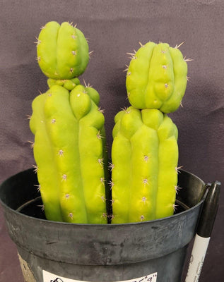 #EC217 EXACT Trichocereus Pachanoi Monstrose (TPM) Ornamental Cactus Plant 9.5, 9