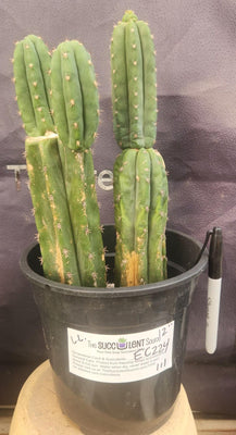 #EC224 EXACT Trichocereus Lost Label Cactus Ornamental Cactus 12”