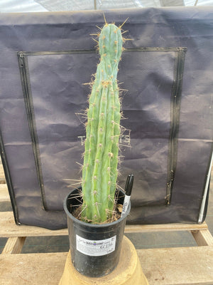 #EC236 EXACT Trichocereus 