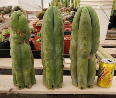 #EC247 EXACT Trichocereus Huanucoensis Jiimz Huanu/P7 Cactus Cutting 13