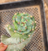 #EC257 EXACT Cereus Spiralis The Spiral Cactus 10-12” or so!