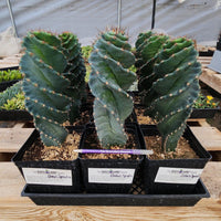 #EC257 EXACT Cereus Spiralis The Spiral Cactus 10-12” or so!