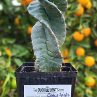 #EC257 EXACT Cereus Spiralis The Spiral Cactus 10-12” or so!