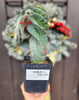 #EC257 EXACT Cereus Spiralis The Spiral Cactus 10-12” or so!