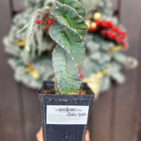 #EC257 EXACT Cereus Spiralis The Spiral Cactus 10-12” or so!