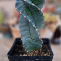 #EC257 EXACT Cereus Spiralis The Spiral Cactus 10-12” or so!