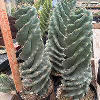 #EC257 EXACT Cereus Spiralis The Spiral Cactus 10-12” or so!