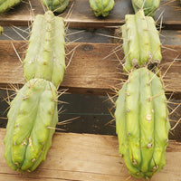 #EC26 EXACT Trichocereus Bridgesii Jiimz Cactus CUTTINGS various sizes