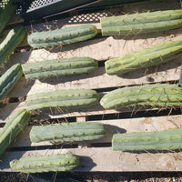 #EC26 EXACT Trichocereus Bridgesii Jiimz Cactus CUTTINGS various sizes