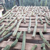#EC26 EXACT Trichocereus Bridgesii Jiimz Cactus CUTTINGS various sizes