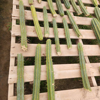 #EC26 EXACT Trichocereus Bridgesii Jiimz Cactus CUTTINGS various sizes