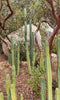 #EC26 EXACT Trichocereus Bridgesii Jiimz Cactus CUTTINGS various sizes