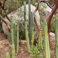 #EC26 EXACT Trichocereus Bridgesii Jiimz Cactus CUTTINGS various sizes