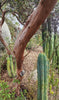 #EC26 EXACT Trichocereus Bridgesii Jiimz Cactus CUTTINGS various sizes