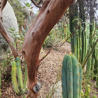 #EC26 EXACT Trichocereus Bridgesii Jiimz Cactus CUTTINGS various sizes