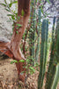 #EC26 EXACT Trichocereus Bridgesii Jiimz Cactus CUTTINGS various sizes