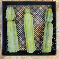#EC26 EXACT Trichocereus Bridgesii Jiimz Cactus CUTTINGS various sizes