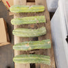 #EC26 EXACT Trichocereus Bridgesii Jiimz Cactus CUTTINGS various sizes
