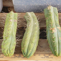 #EC26 EXACT Trichocereus Bridgesii Jiimz Cactus CUTTINGS various sizes