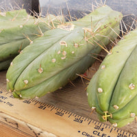 #EC26 EXACT Trichocereus Bridgesii Jiimz Cactus CUTTINGS various sizes