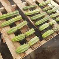 #EC26 EXACT Trichocereus Bridgesii Jiimz Cactus CUTTINGS various sizes