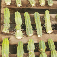 #EC26 EXACT Trichocereus Bridgesii Jiimz Cactus CUTTINGS various sizes