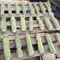 #EC26 EXACT Trichocereus Bridgesii Jiimz Cactus CUTTINGS various sizes