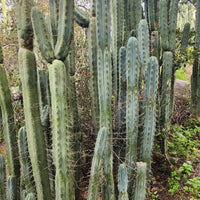 #EC26 EXACT Trichocereus Bridgesii Jiimz Cactus CUTTINGS various sizes