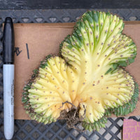 #EC260 EXACT Trichocereus Pachanoi Variegated & Crested Cactus BareRoot