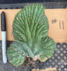 #EC260 EXACT Trichocereus Pachanoi Variegated & Crested Cactus BareRoot