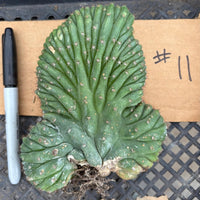 #EC260 EXACT Trichocereus Pachanoi Variegated & Crested Cactus BareRoot