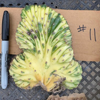 #EC260 EXACT Trichocereus Pachanoi Variegated & Crested Cactus BareRoot